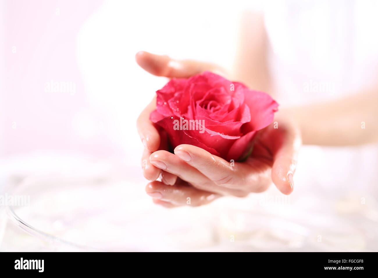 Schön und zart, weibliche Hände mit Blume rote Rose. Beauty-Salon, Maniküre Rose. Rituelle Rose, Salon Wellness & spa Stockfoto