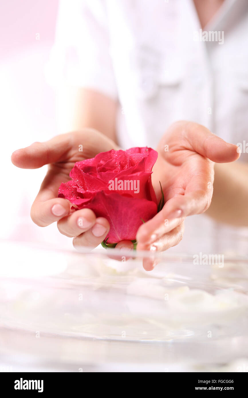 Schön und zart, weibliche Hände mit Blume rote Rose. Beauty-Salon, Maniküre Rose. Rituelle Rose, Salon Wellness & spa Stockfoto