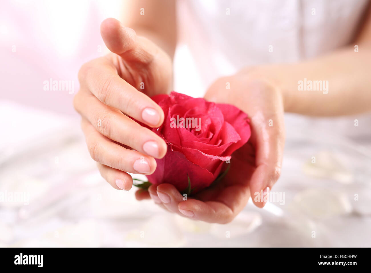 Schön und zart, weibliche Hände mit Blume rote Rose. Beauty-Salon, Maniküre Rose. Rituelle Rose, Salon Wellness & spa Stockfoto