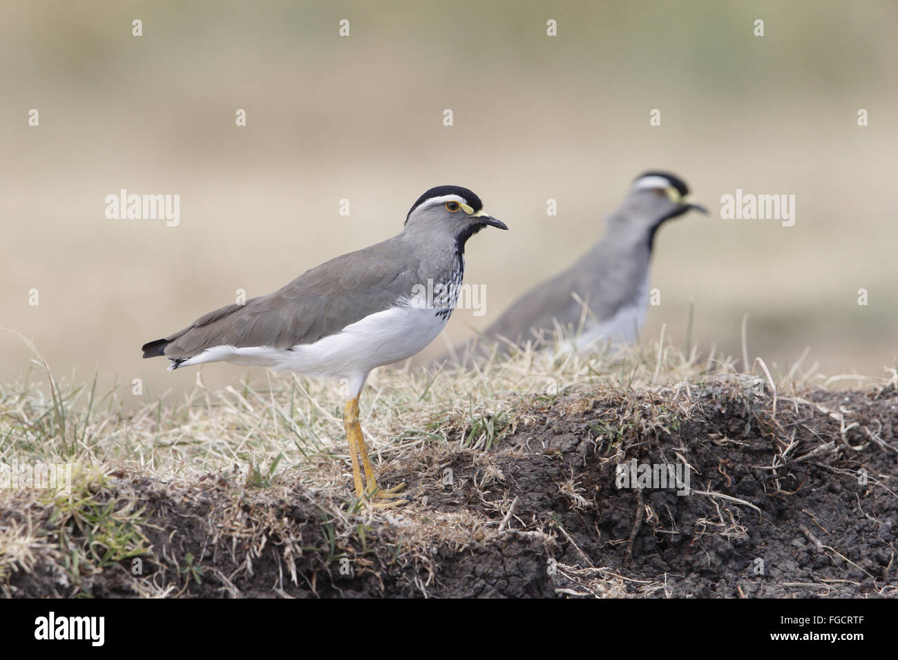 Spot-breasted Kiebitz (Vanellus Melanocephalus) zwei Erwachsene, stehend auf Rasen Bank Debre Birhan, Semien Shiwa Zone, Amhara Region, Äthiopien, November Stockfoto