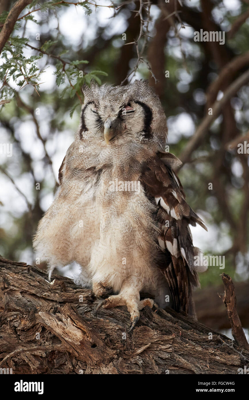 Verreaux des Uhus (Bubo Lacteus) Erwachsenen, schlafen auf AST Baum, Kalahari Gemsbok Nationalpark, Kgalagadi Transfrontier Park, Northern Cape, South Africa, Dezember Stockfoto