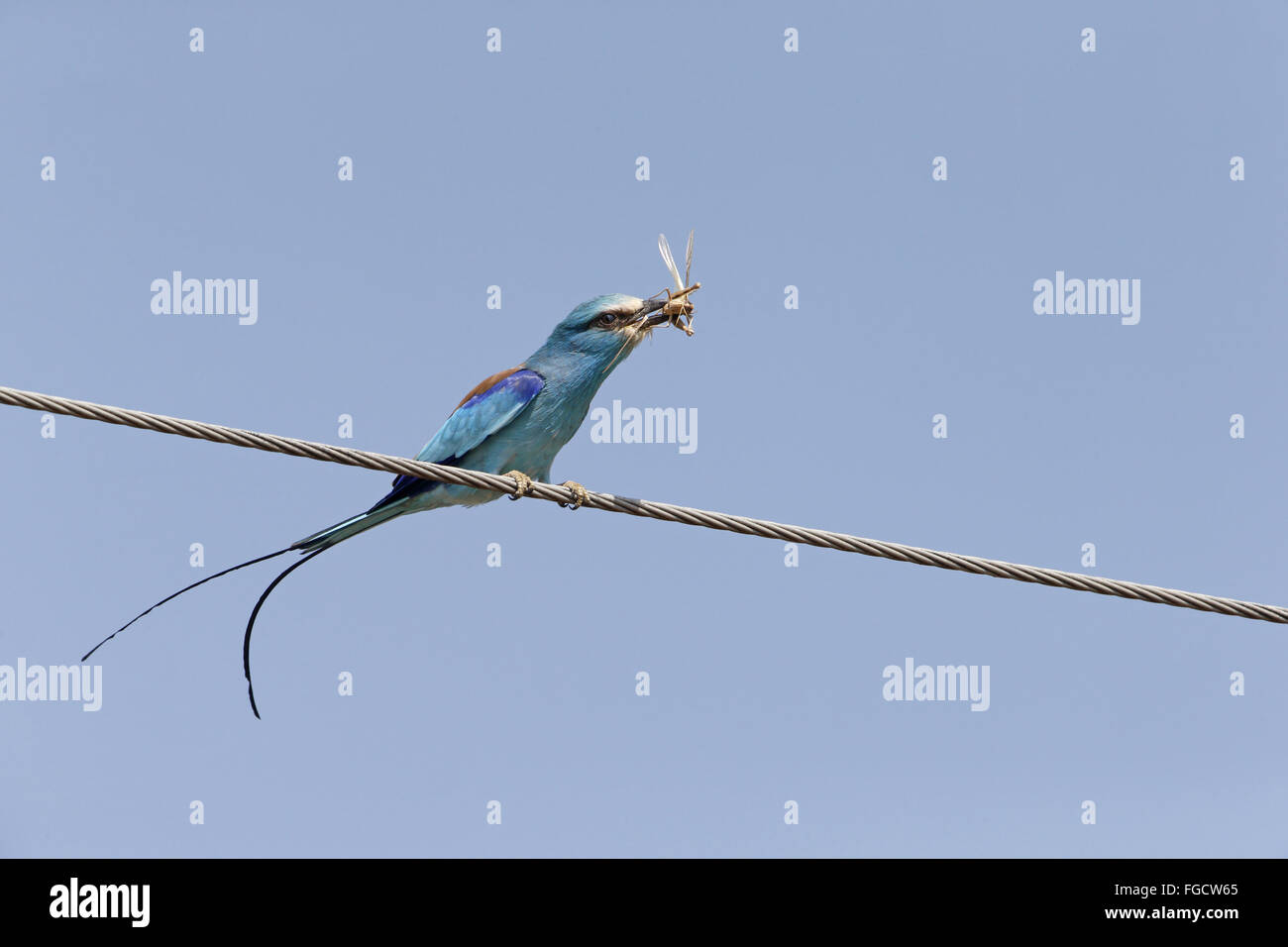 Abessinier Roller (Coracias Abyssinica) Erwachsene, mit Grasshopper Beute im Schnabel, thront auf Powerline, See Awassa, Äthiopien, Dezember Stockfoto