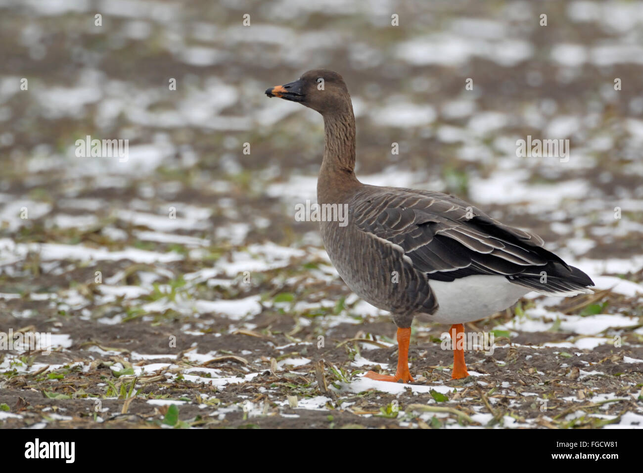 Bean Goose / Saatgaense ( Anser fabalis ) arktischer Wintergast, steht auf einem Feld, sieht aufmerksam aus, einige Reste von Schnee, Tierwelt, Europa (Deutschland). Stockfoto