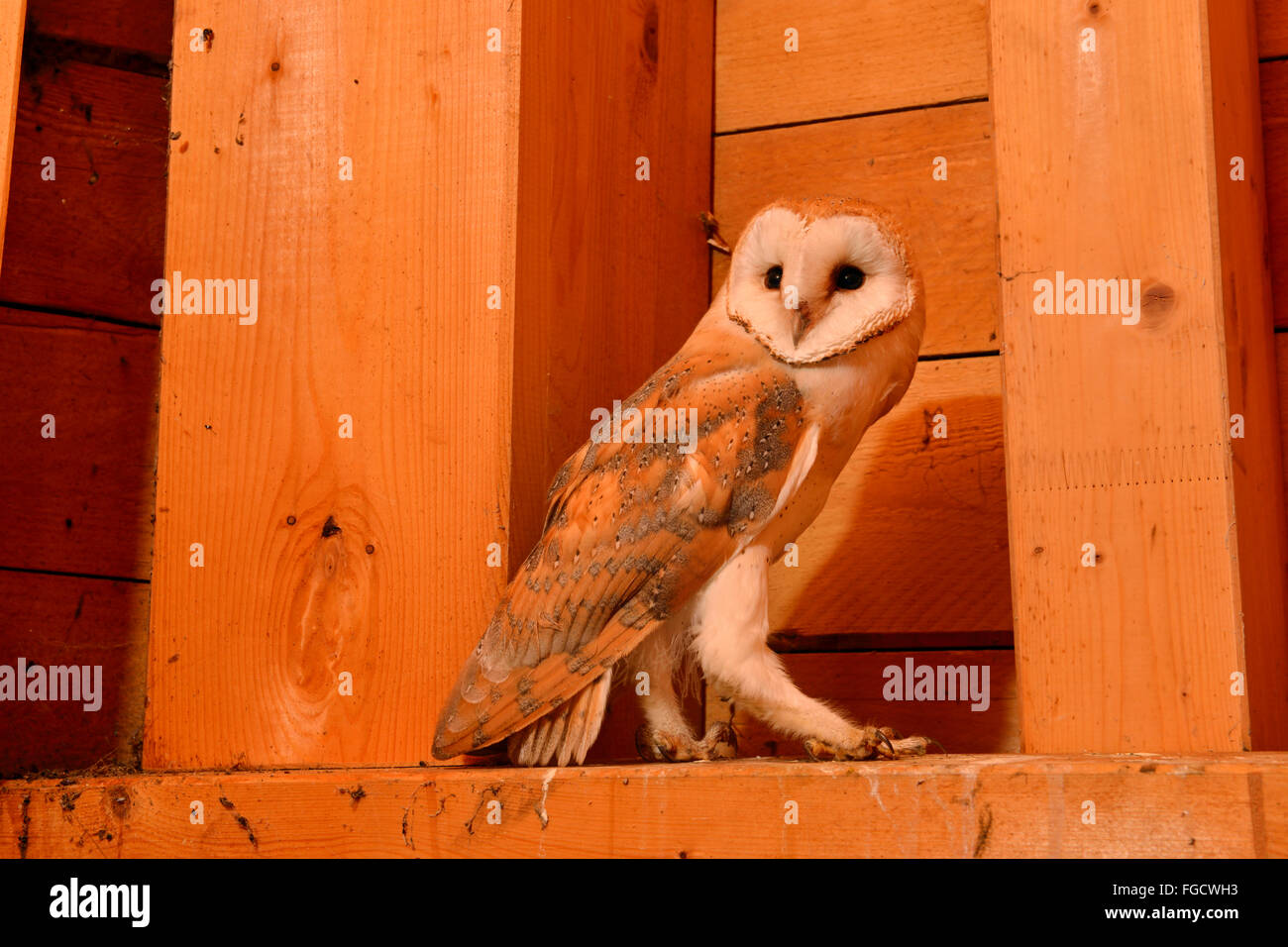 Schleiereule / Schleiereule (Tyto Alba), sitzt in einem hölzernen Dachstuhl der Kirche, Jungvogel, Seitenansicht, Tierwelt, Deutschland. Stockfoto