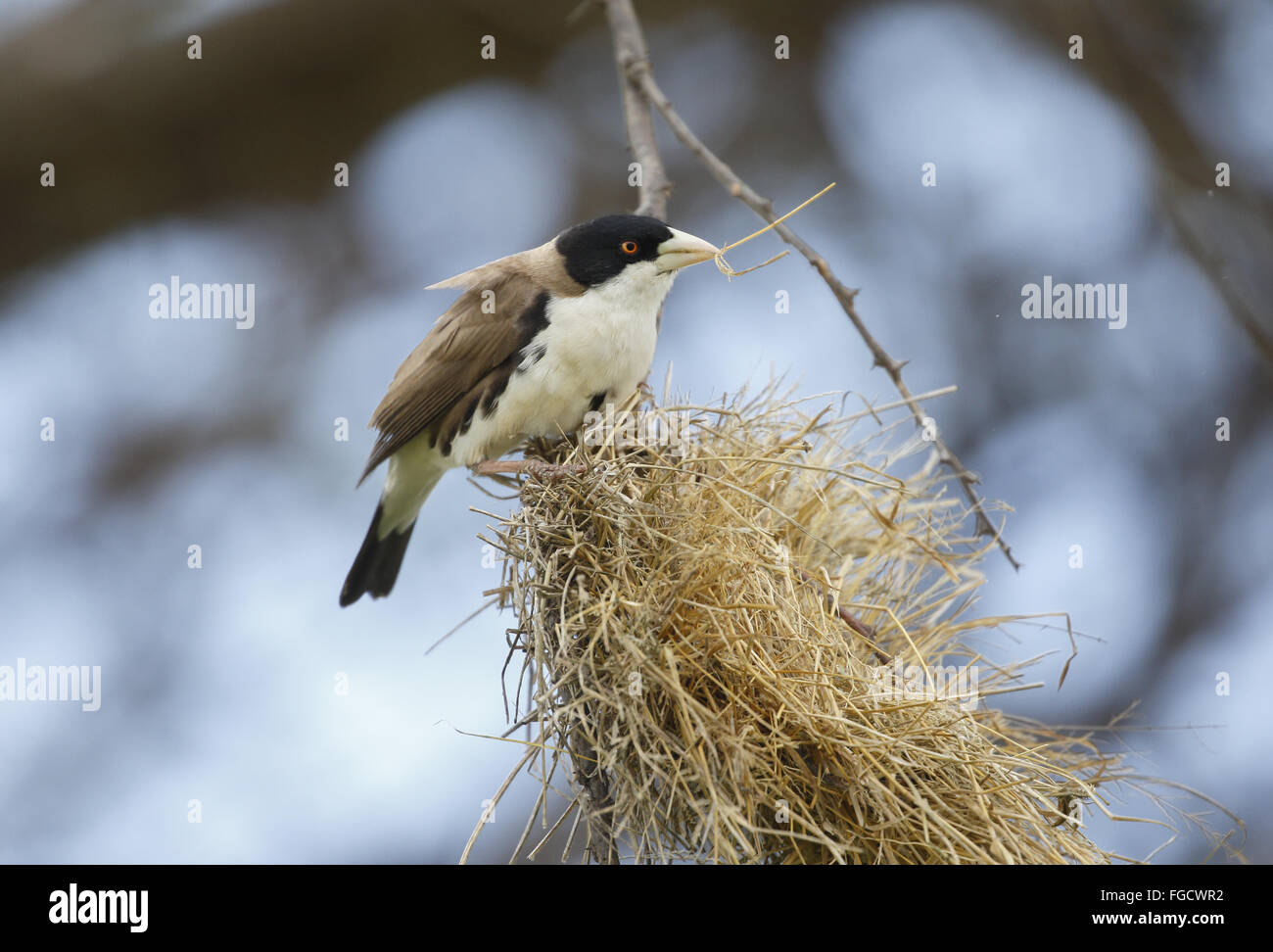 Schwarz-capped Social-Weber (Pseudonigrita Cabanisi) Erwachsenen, mit Verschachtelung Material im Schnabel, thront auf teilweise fertig gestellte Nest, Negele, Guji Zone, Oromia Region, Äthiopien, November Stockfoto