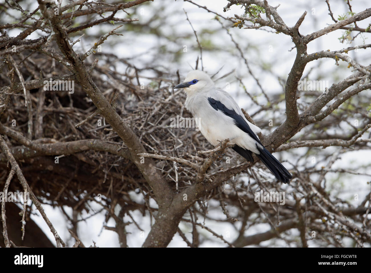 Stresemann Bushcrow (Zavattariornis Stresemanni) Erwachsenen, thront am Nest, Yabello, Borana Zone, Oromia Region, Äthiopien, November Stockfoto