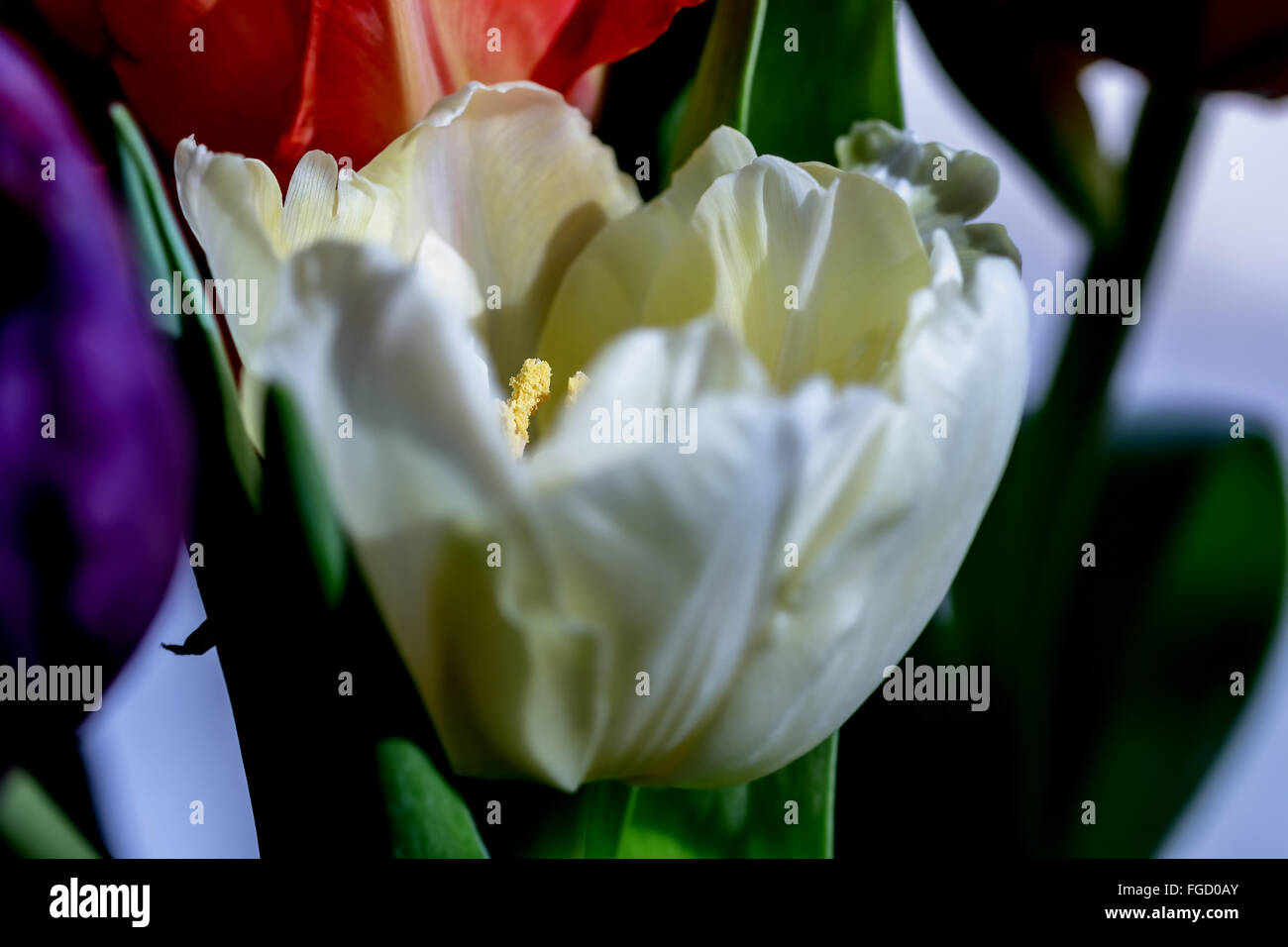 Schön beleuchteten große weiße Tulpe für Gegenwart offenbart Stockfoto