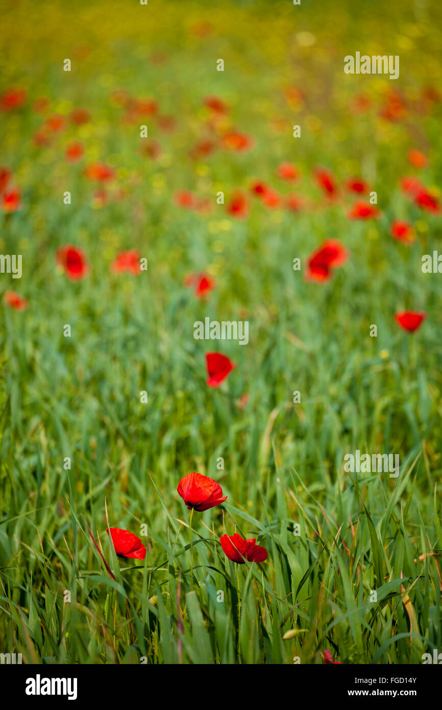 Poopy Feld. Stockfoto