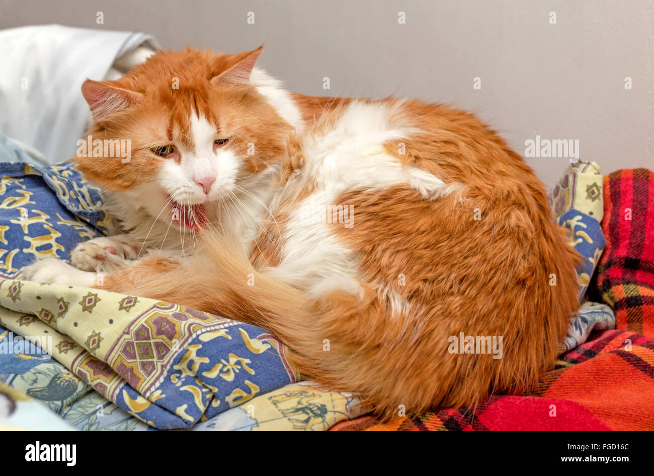Schöne rote Katze Gähnen und schlafen gehen Stockfoto