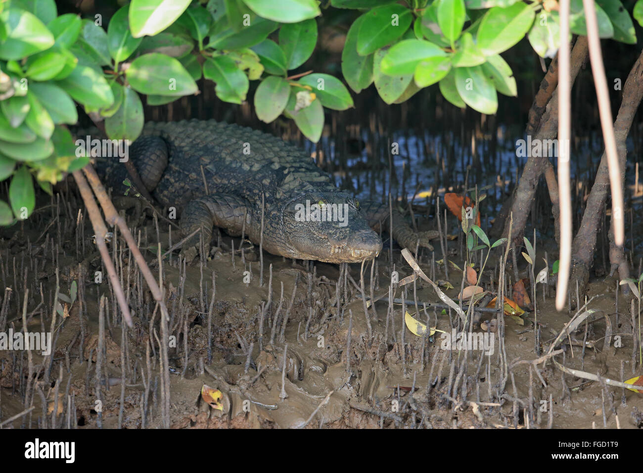 Straßenräuber Krokodil (Crocodylus Palustris) unreif, ruht unter Mangroven, Goa, Indien, November Stockfoto