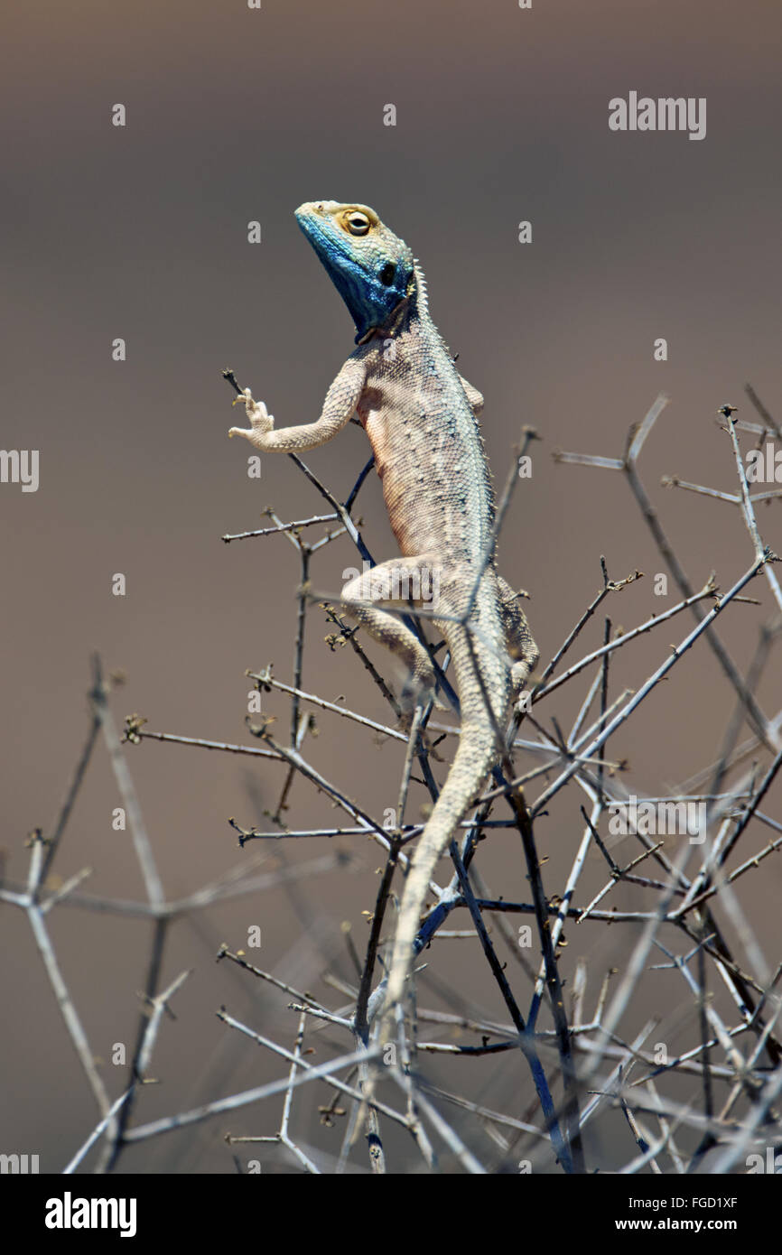 Boden Agama (Agama Aculeata) Erwachsenen, Klettern im Busch, Kalahari Gemsbok Nationalpark, Kgalagadi Transfrontier Park, Northern Cape, South Africa, Dezember Stockfoto