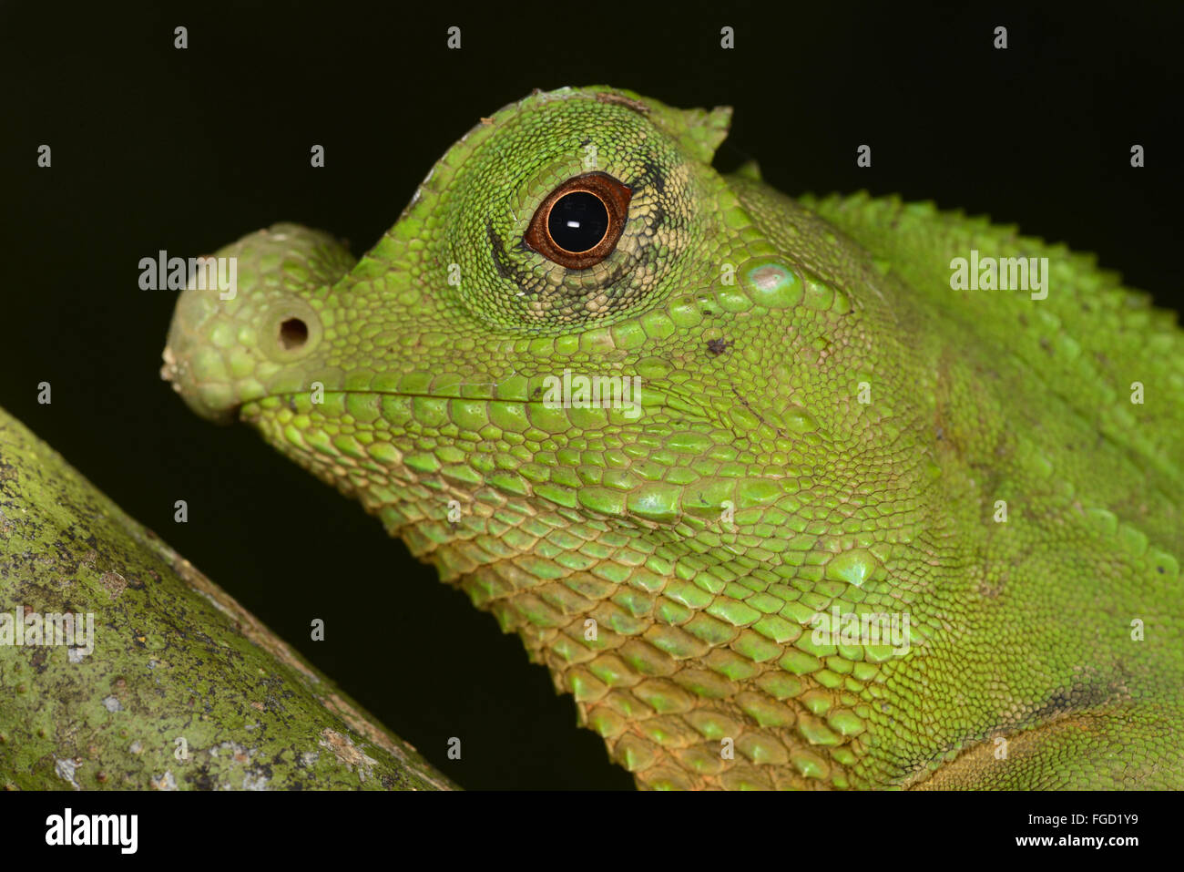 Lyra-headed Dragon (Lyriocephalus Scutatus) Erwachsene, Nahaufnahme von Kopf, Sinharaja Forest Reserve, Sri Lanka, März Stockfoto