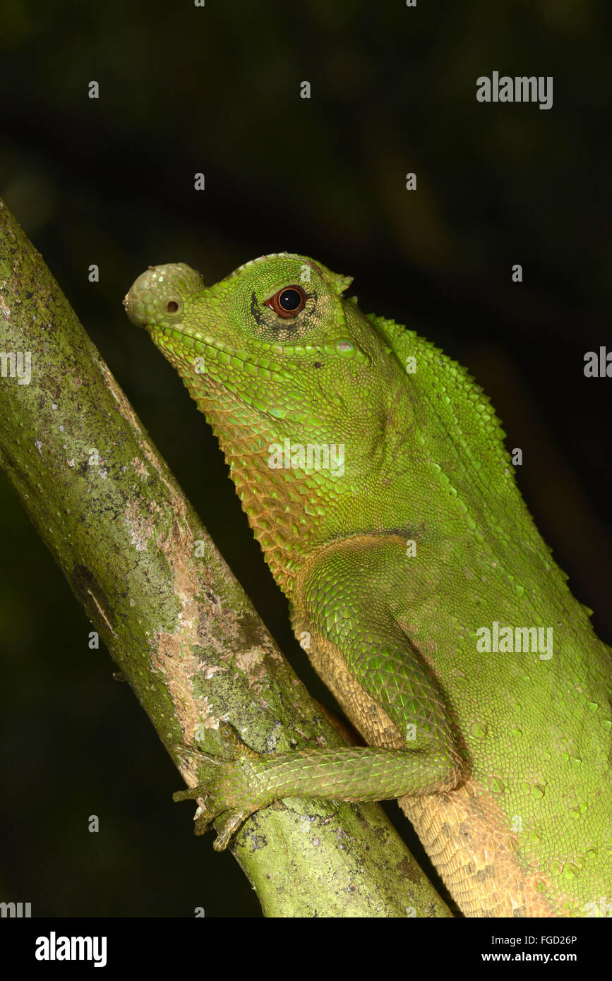 Lyra-headed Dragon (Lyriocephalus Scutatus) Erwachsene, Nahaufnahme von Kopf und vordere Bein, Sinharaja Forest Reserve, Sri Lanka, März Stockfoto