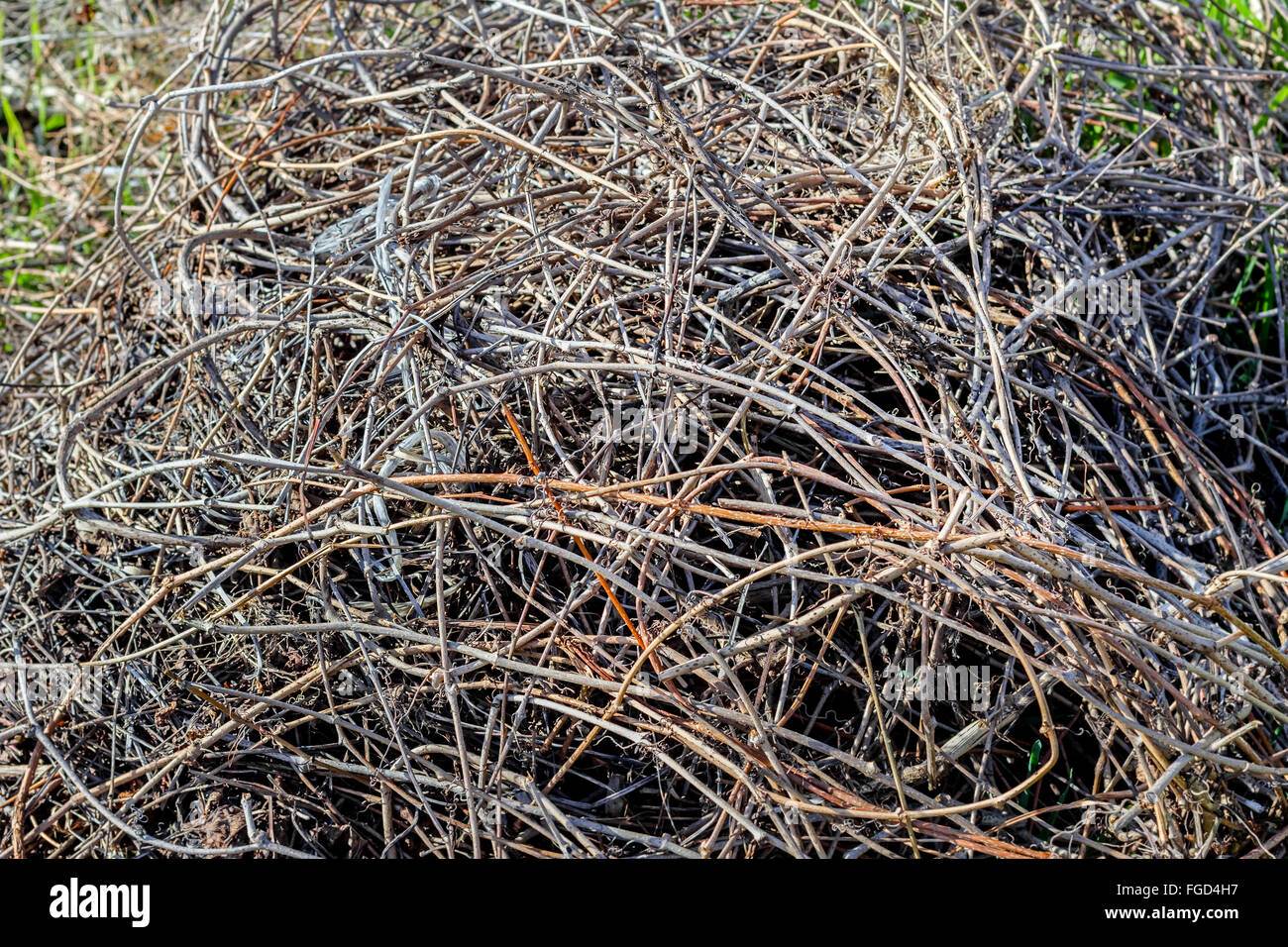 Schön trockenen Zweigen der Weide in der Sonne Stockfoto