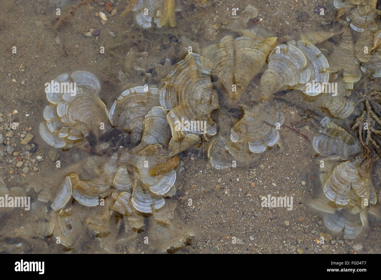 Pfauenschwanzes (Padina Pavonica) im seichten Wasser bei Ebbe, Isle Of Wight, England, August Stockfoto
