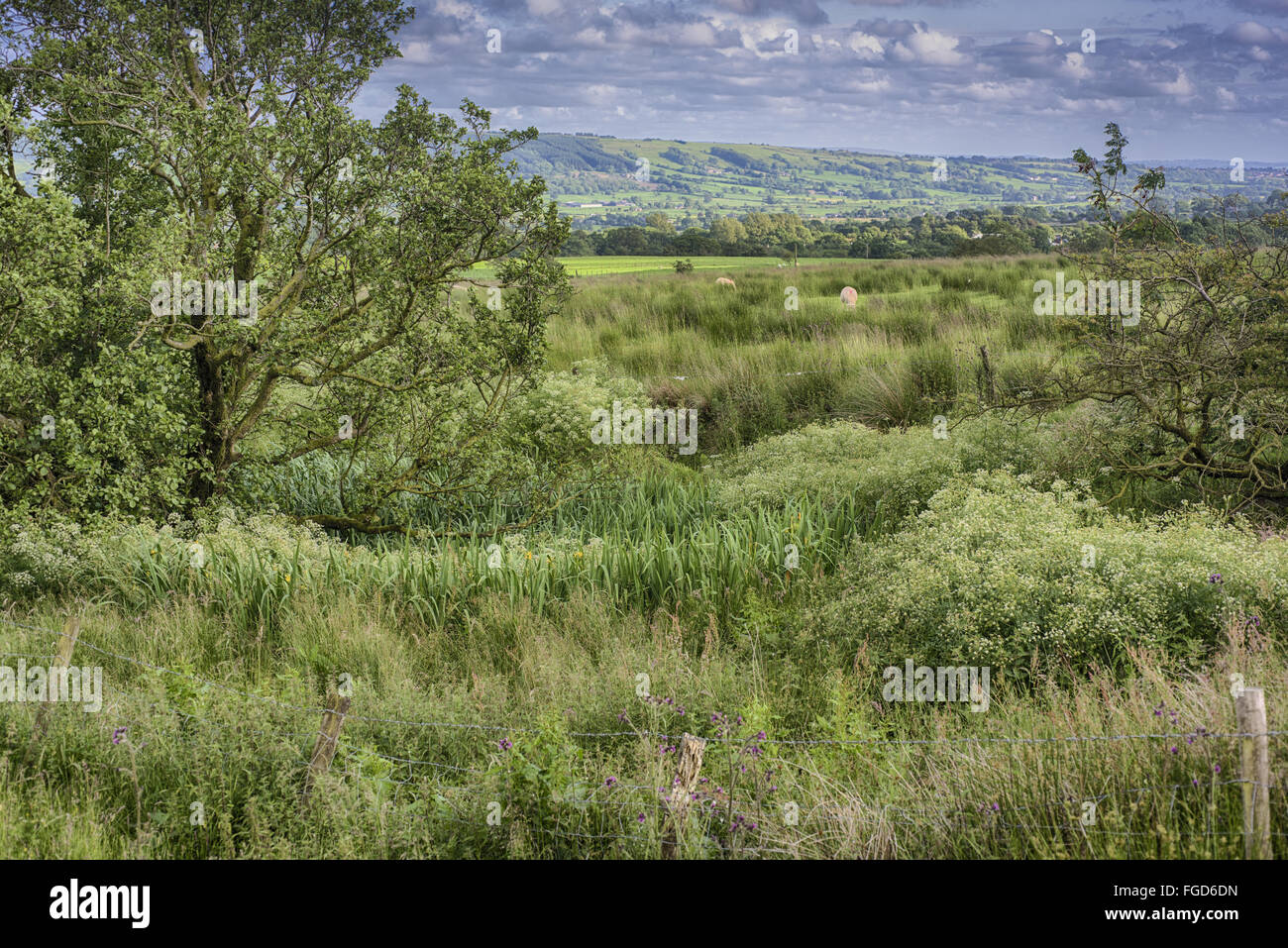 Verwilderten Bauernhof Teich, Chipping, Wald von Bowland, Lancashire, England, Juni Stockfoto