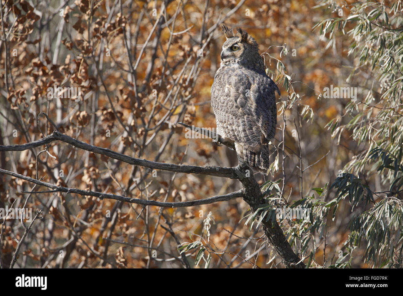 Große gehörnte Eule (Bubo Virginianus) Erwachsenen, thront auf Zweig in Shelterbelt der Bäume, South Dakota, USA, Oktober Stockfoto