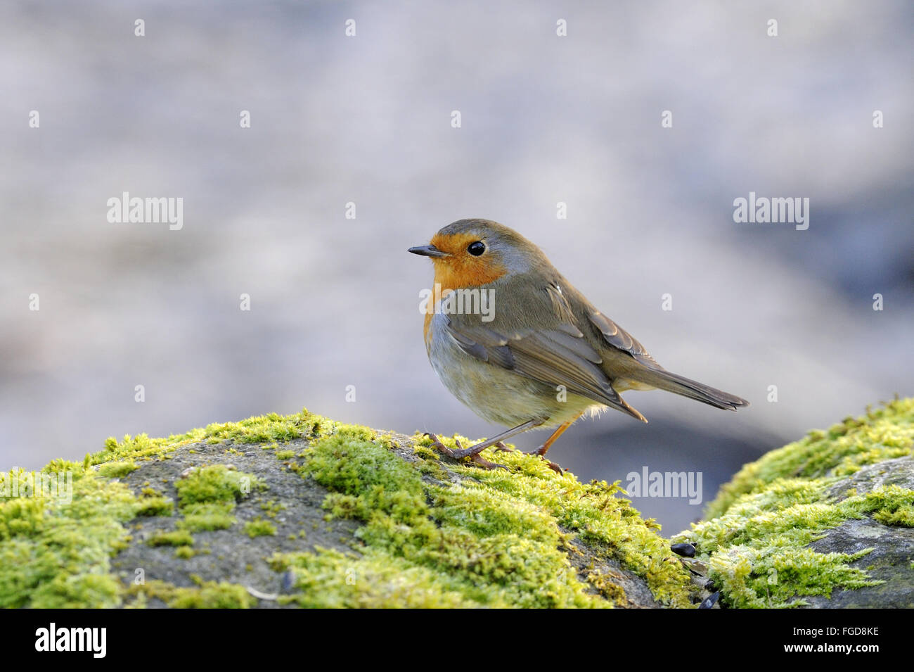 Rotkehlchen (Erithacus Rubecula) Erwachsenen, stehend auf Moos bedeckt Boulder Fluss, Cotter Beck, Cotterdale, Wensleydale, Stockfoto