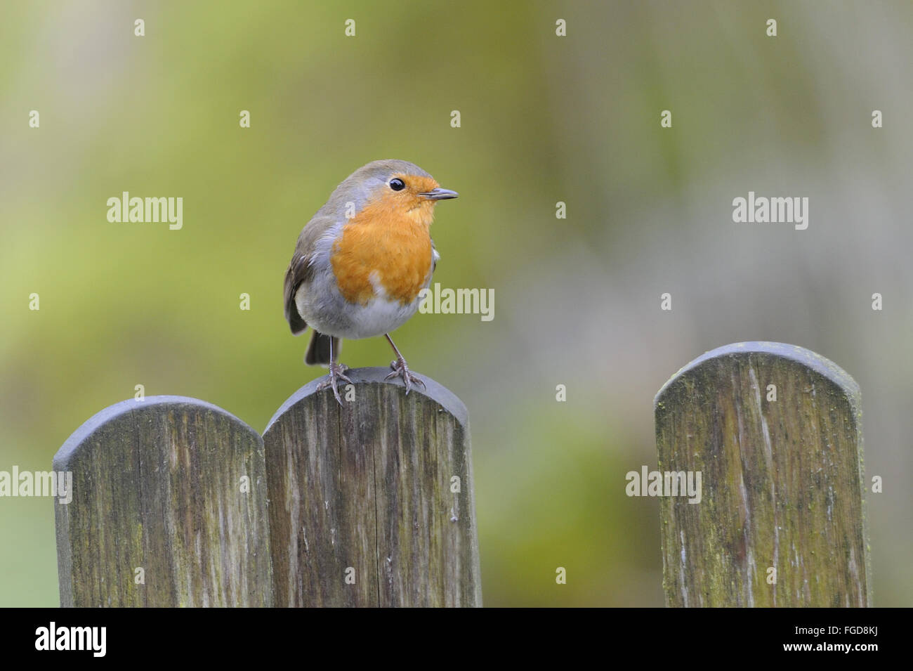 Rotkehlchen (Erithacus Rubecula) Erwachsenen, thront am Gartenzaun, Wensleydale, Yorkshire Dales Nationalpark, North Yorkshire, England, Cotterdale, Februar Stockfoto