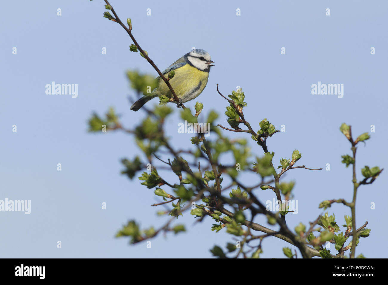 Blaumeise (Cyanistes Caeruleus) Erwachsene, Gesang, thront auf gemeinsame Weißdorn (Crataegus Monogyna) Zweig, West Yorkshire, England, April Stockfoto
