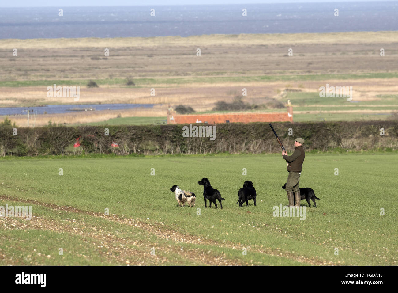 Spiel schießen, Gewehr mit seinen Hunden im Feld warten auf Fasane zu überfliegen. Stockfoto