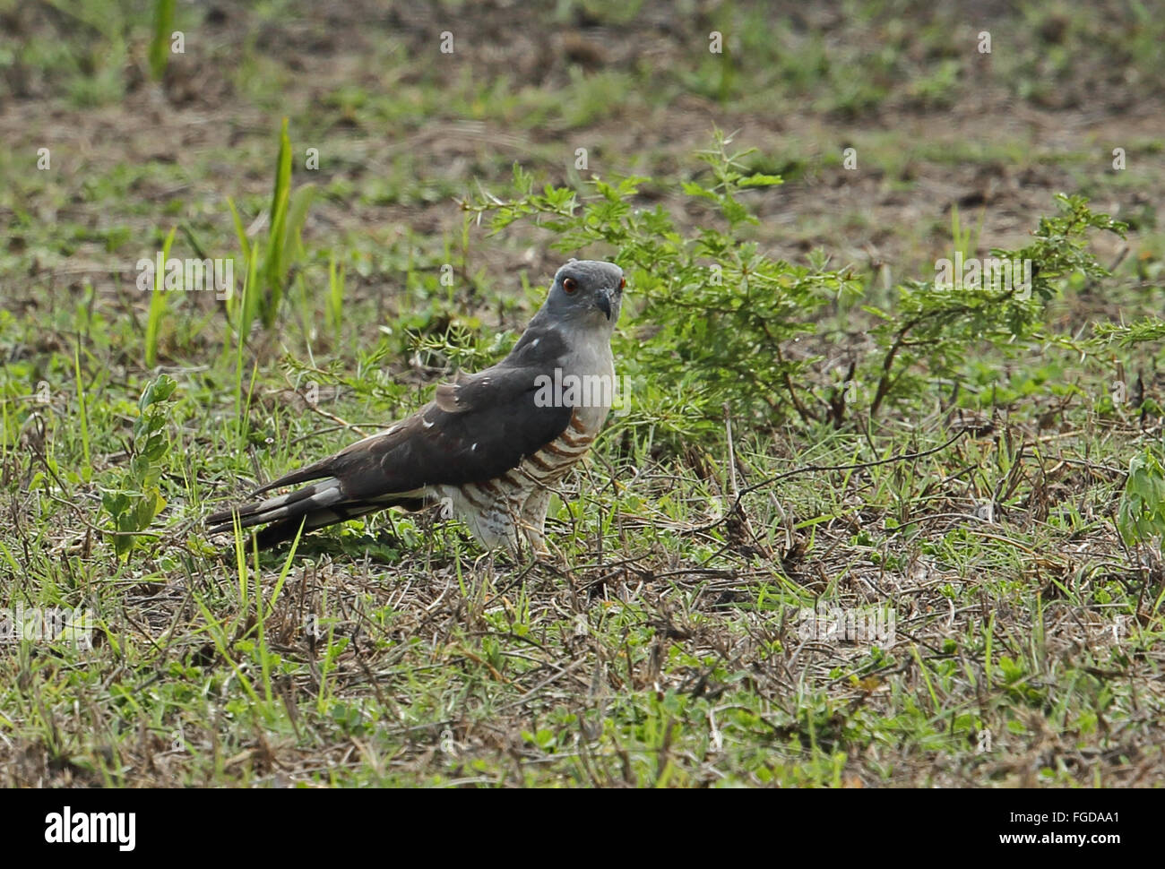 Afrikanischer Kuckuck-Hawk (Aviceda Cuculoides Verreauxii) Erwachsenen, stehen auf Boden, Tembe Elephant Park, Maputaland, KwaZulu-Natal, Südafrika, November Stockfoto