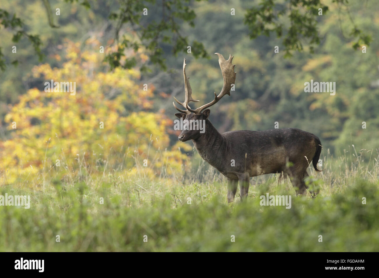 Damhirsch (Dama Dama) melanistische Form, Reife Buck, stehend, Studley Royal Deer Park, Studley Roger, North Yorkshire, England, Oktober Stockfoto