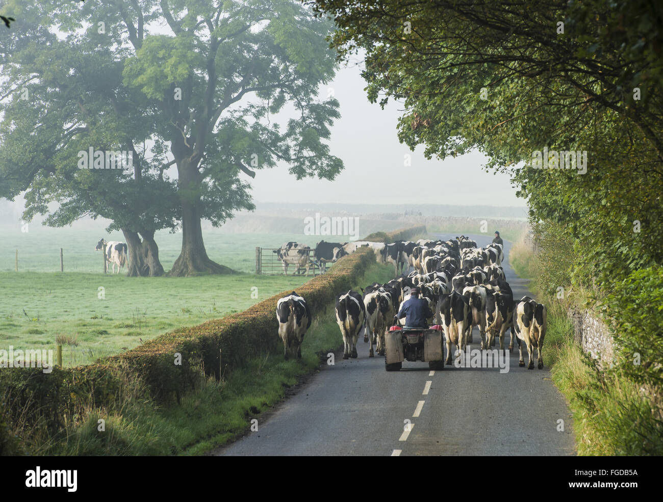 Milchviehhaltung, Holstein Kühe, Herde wieder Weg zum Feld nach dem Melken getrieben entlang von Bauer auf Quadbike, Dunlop Brücke, Lancashire, England, Juni Stockfoto