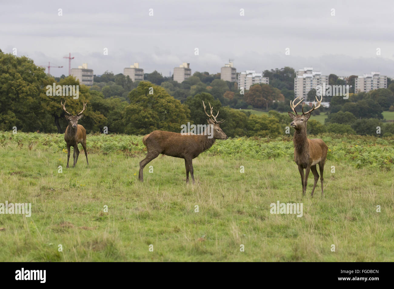 Rothirsch (Cervus Elaphus) drei Hirsche, stehend auf Grünland mit Roehampton Hochhäusern im Hintergrund, während der Brunftzeit, Richmond Park, London, England, Oktober Stockfoto