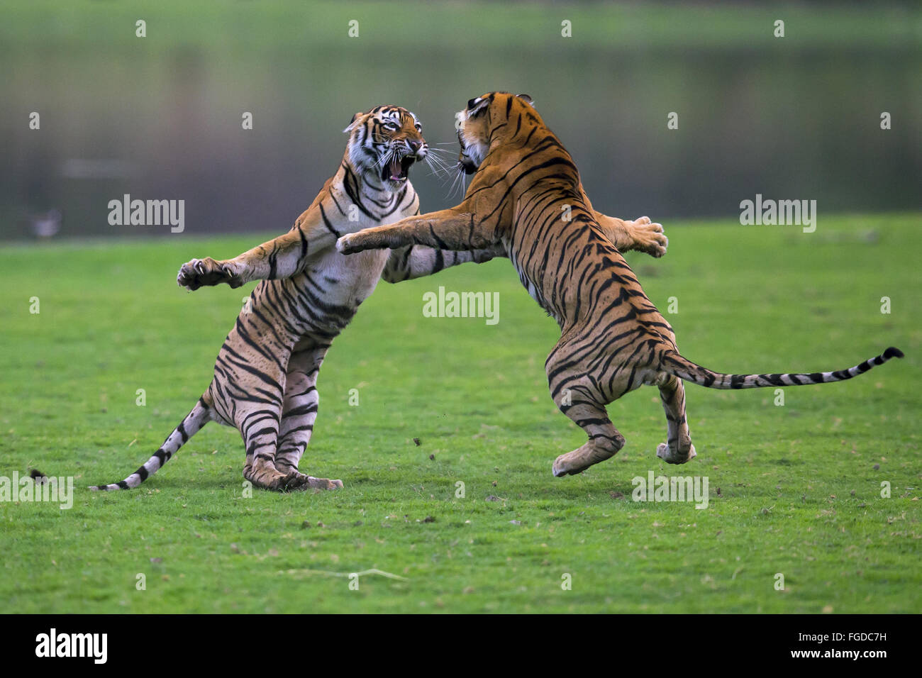 Indischer Tiger (Panthera Tigris Tigris) zwei jungen, 16 Monate alt, Kämpfe, Ranthambore N.P., Sawai Madhopur, Rajasthan, Indien, Juni Stockfoto