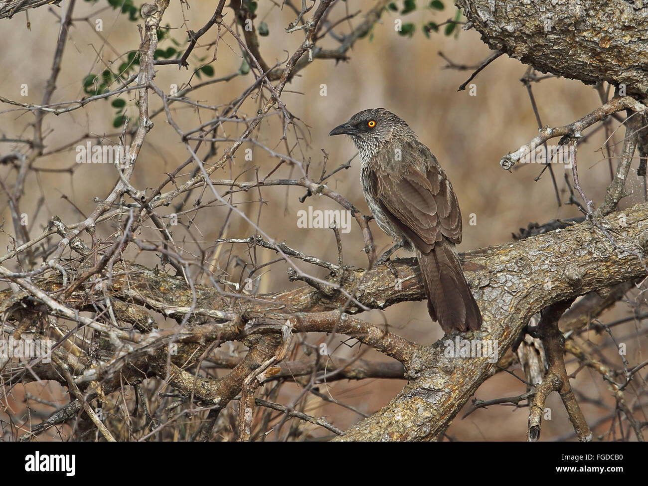 Pfeil gekennzeichnet Schwätzer (Turdoides Jardineii Jardineii) Erwachsene, thront auf Zweig, Krüger Nationalpark, Great Limpopo Transfrontier Park, Südafrika, November Stockfoto