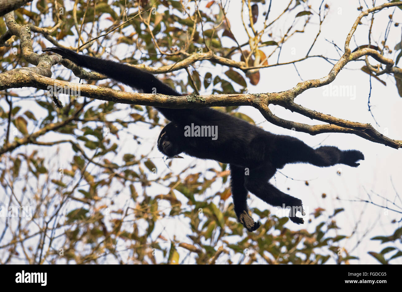 Westlichen Hoolock Gibbon (Hoolock Hoolock) Erwachsener geschwungen auf Zweig, Hoollongapar Gibbon Sanctuary, Jorhat, Assam, Indien, Januar Stockfoto