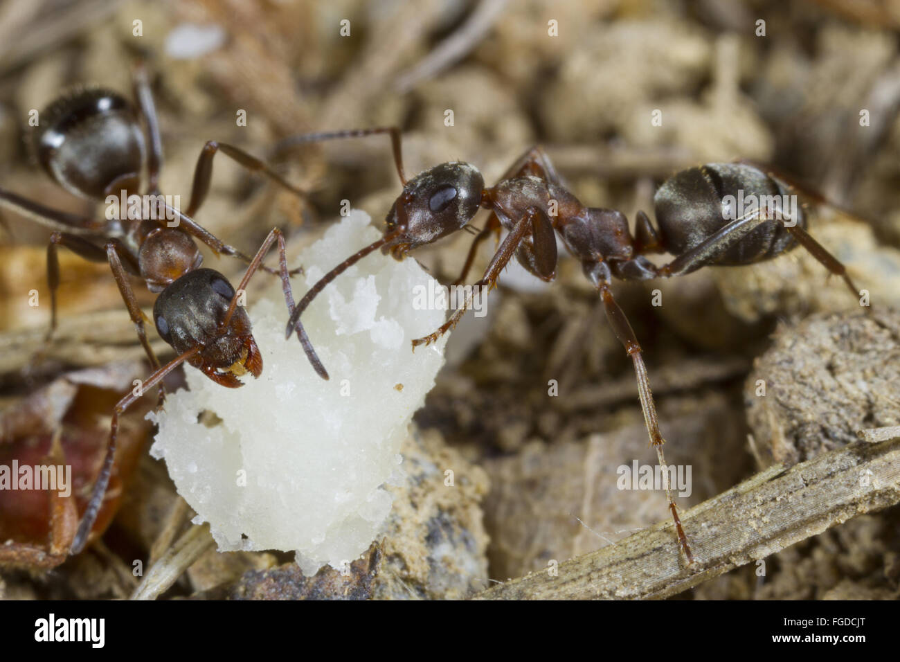 Rot-Stacheldraht Ameisen (Formica Rufibarbis) zwei Erwachsene Arbeitnehmer, Fütterung auf Köder, Ariege Pyrenäen, Midi-Pyrénées, Frankreich, Juni Stockfoto