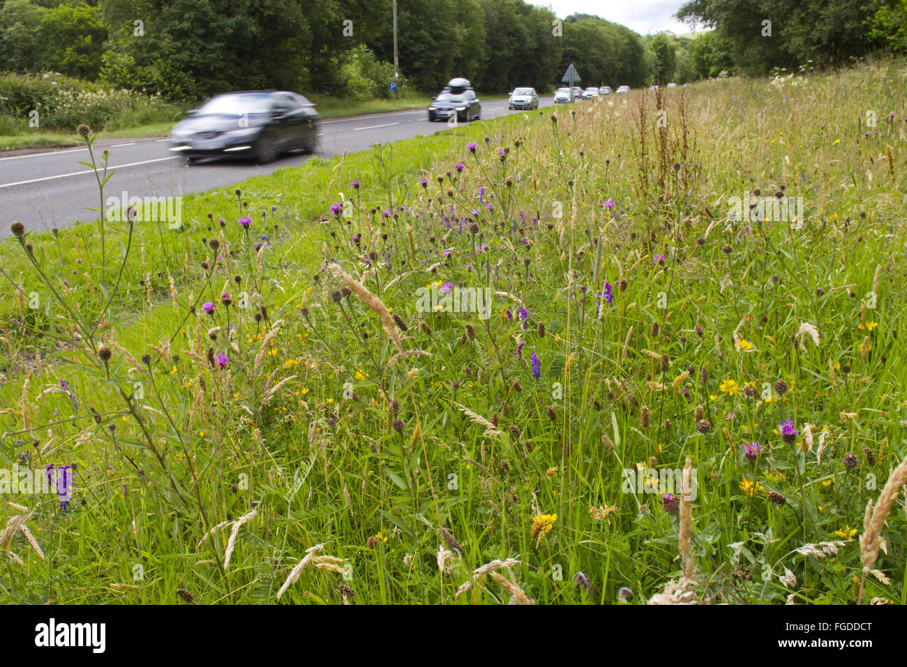 Gemeinsamen Flockenblume (Centaurea Nigra) blühen, wachsen mit anderen Wildblumen am Straßenrand Rande, A470, nahe Llanidloes, Powys, Wales, Juli Stockfoto