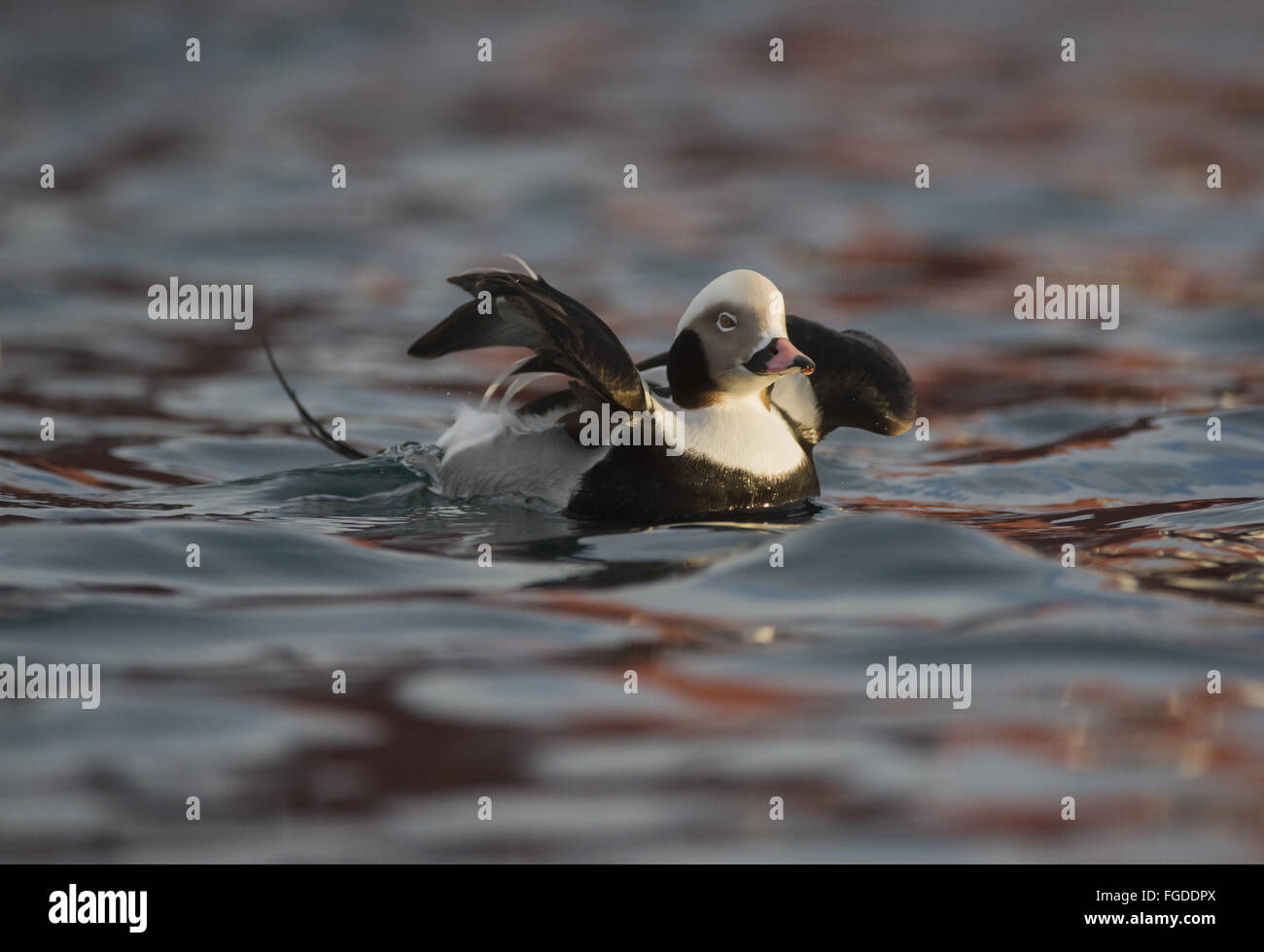 Erwachsene männliche, nicht-Zucht Gefieder Eisente (Clangula Hyemalis), Anzeige auf Wasser, Batsfjord, Varanger-Halbinsel, Finnmark, Norwegen, März Stockfoto