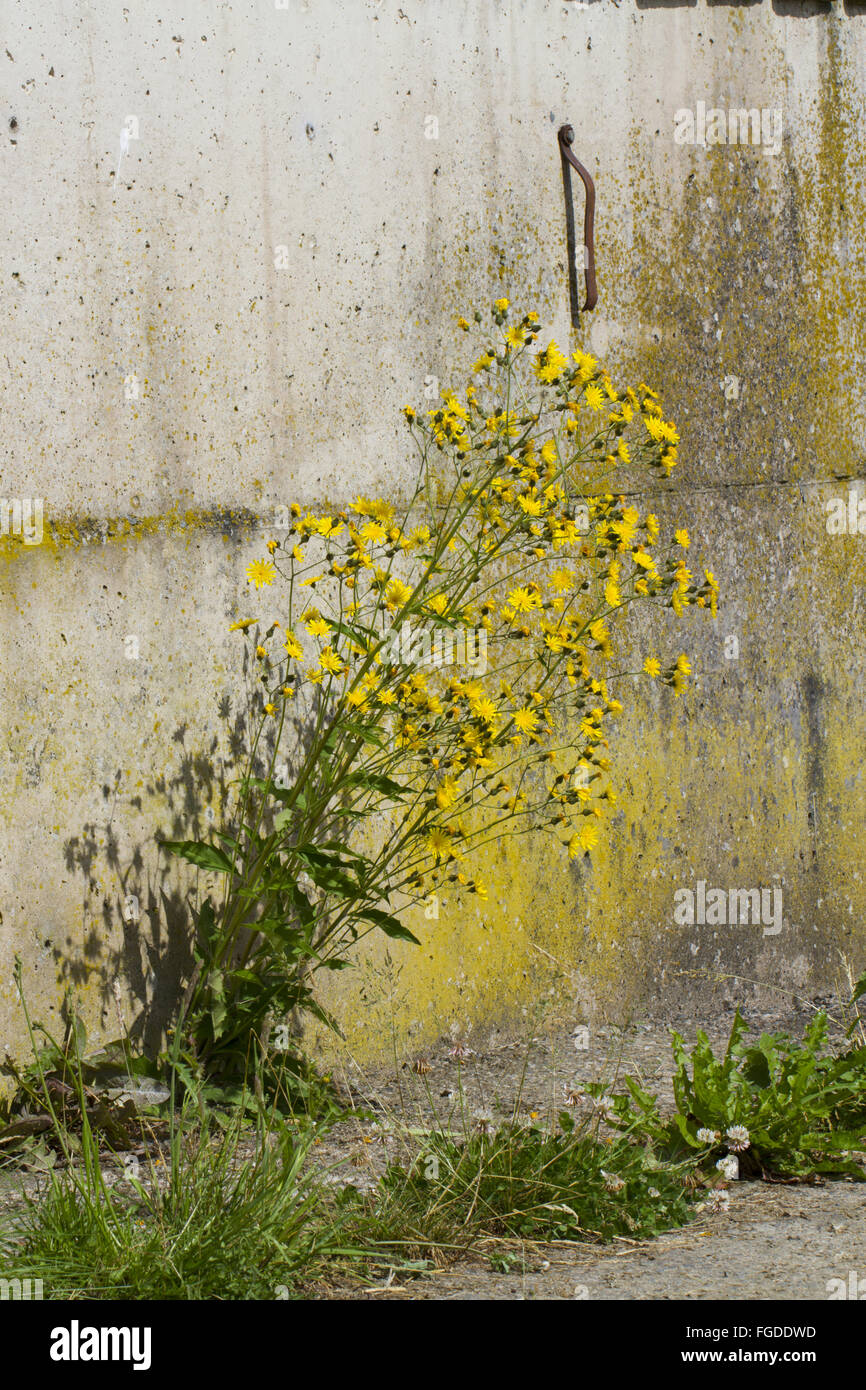 Rough Hawksbeard (Crepis Biennis) blüht, wächst auf Basis der Betonwand auf Bauernhof, Powys, Wales, Juli Stockfoto