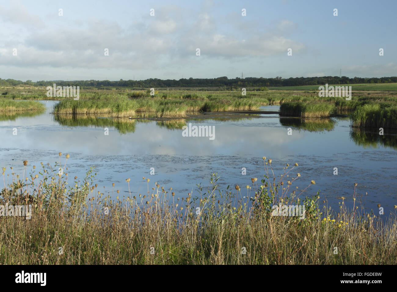 Blick auf Pool und Röhrichten, an Stelle des ehemaligen Tagebau Kohlebergwerk, St. Aidans RSPB Reserve, West Yorkshire, England, September Stockfoto