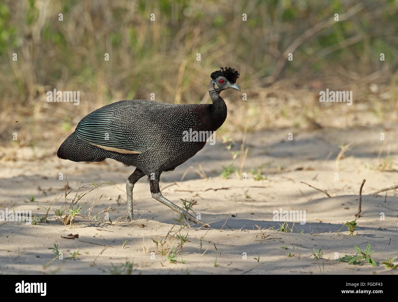 Südlichen Crested Perlhühner (Guttera Pucherani Edouardi) Erwachsenen, zu Fuß auf der sandigen Strecke, Tembe Elephant Park, Maputaland, KwaZulu-Natal, Südafrika, November Stockfoto