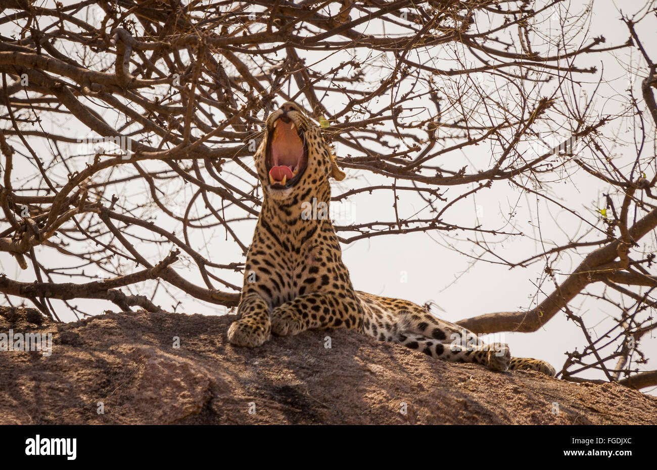 Leopard Gähnen Stockfoto