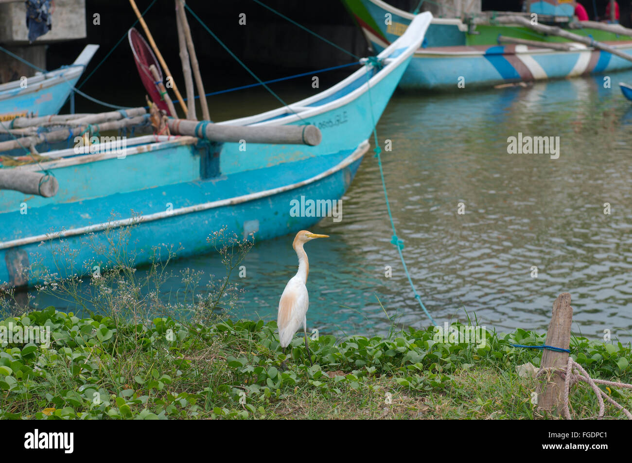 Kleine Silberreiher (Egretta Garzetta) sitzt neben traditionellen Katamaran Angeln Boot Sri Lanka Hikkaduwa, Sri Lanka (Ceylon isla Stockfoto