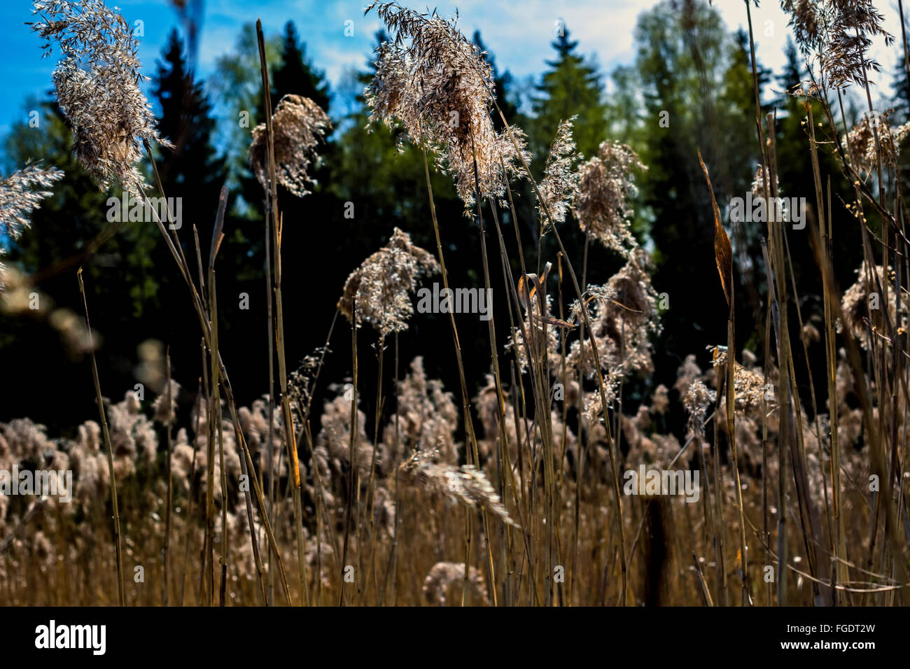Trockenrasen im Wald auf sonnigen Tag Stockfoto