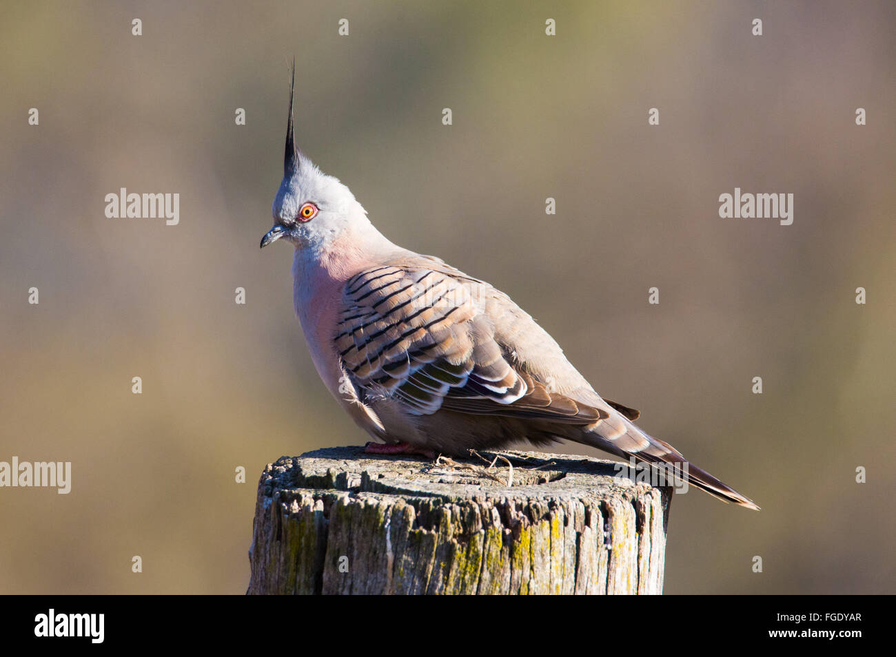 Crested Taube (Ocyphaps Lophotes), NSW, Australien Stockfoto