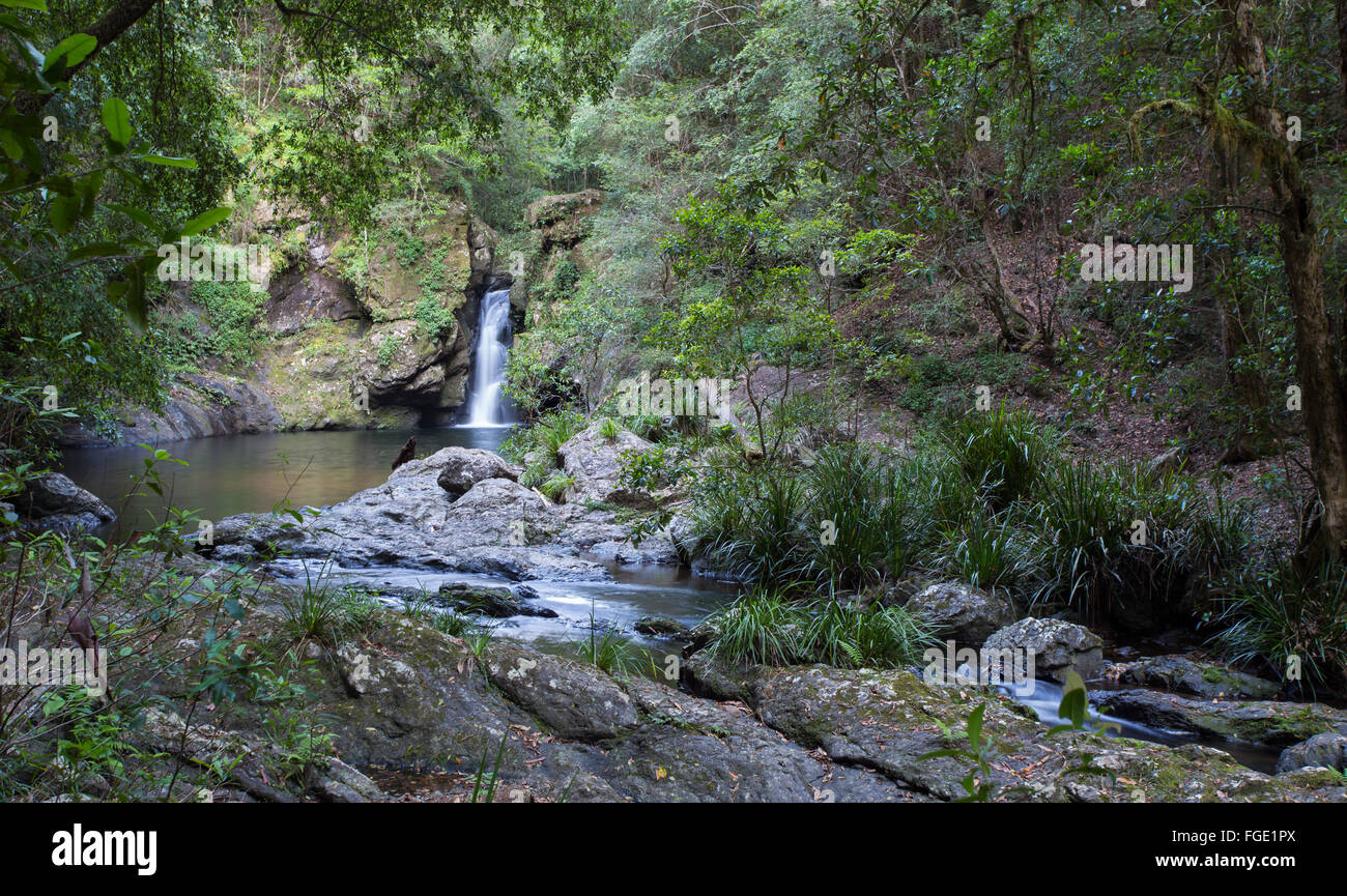 Potoroo verliebt sich in Tapin Tops National Park, NSW, Australien Stockfoto