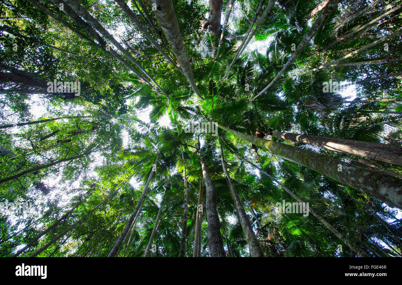 Palmen im subtropischen Regenwald, Yarriabinni National Park, NSW, Australien Stockfoto