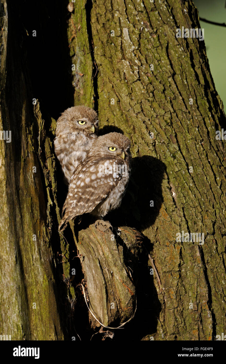 Kleine Eulen / Minervas Eulen (Athene Noctua), zwei Jungvögel, Geschwister, sitzt neben einander vor ihre Verschachtelung Website. Stockfoto