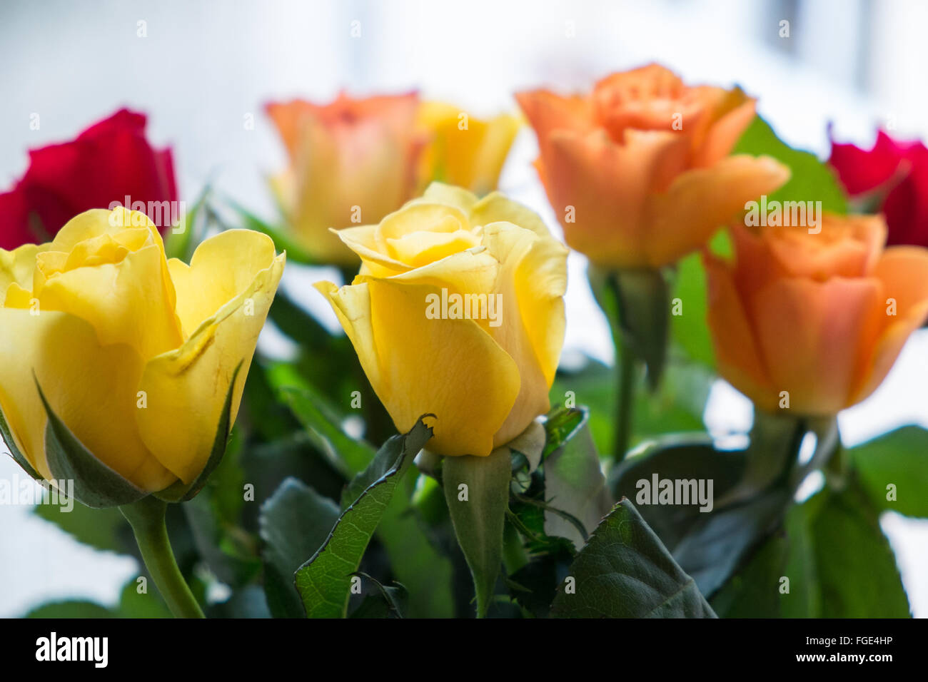 Valentinstag-Rosen. Bunte Blumen zu meiner Freundin gegeben und in eine Vase für die Anzeige. Stockfoto