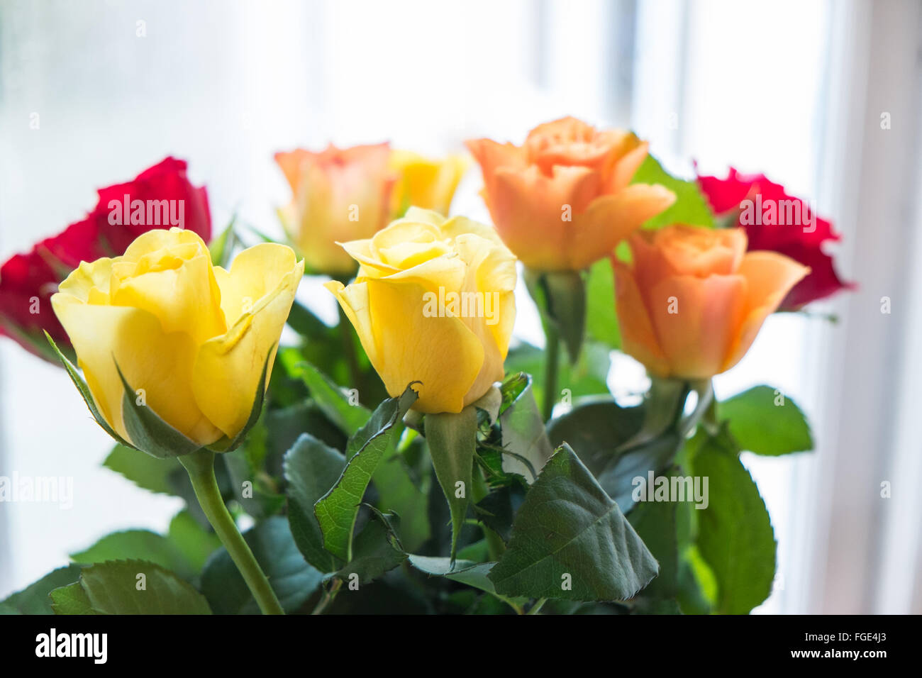 Valentinstag-Rosen. Bunte Blumen zu meiner Freundin gegeben und in eine  Vase für die Anzeige Stockfotografie - Alamy