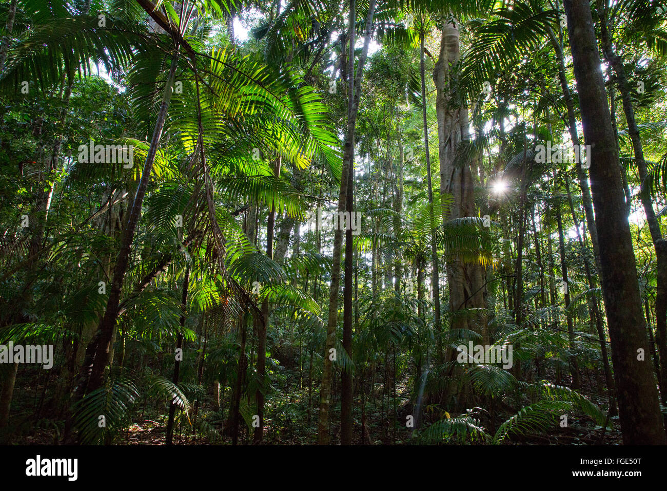 Palmen im subtropischen Regenwald, Yarriabinni National Park, NSW, Australien Stockfoto