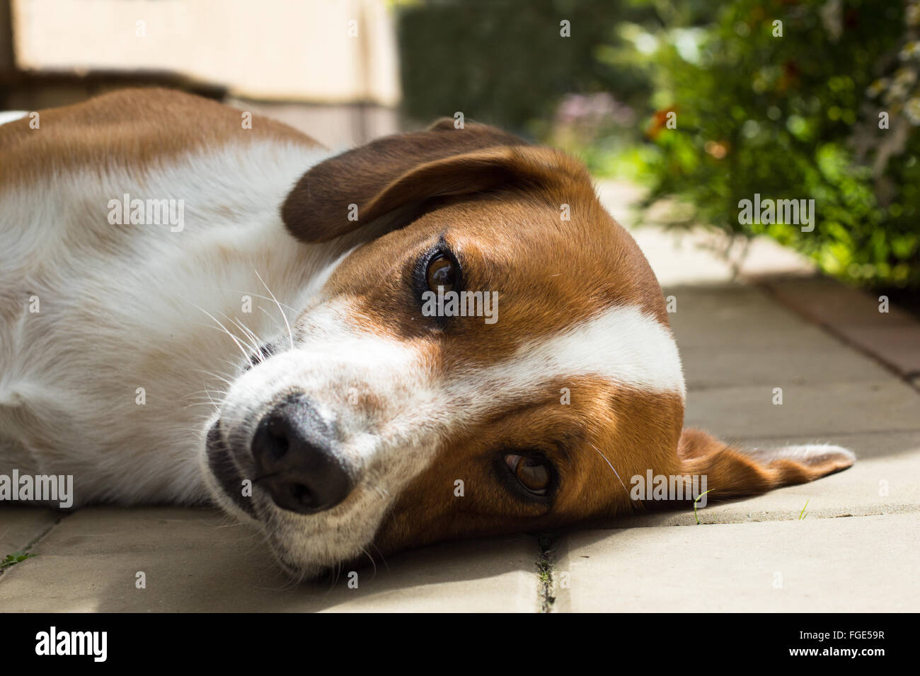 Braune und weiße Hund braucht eine Pause in einem Garten Stockfoto