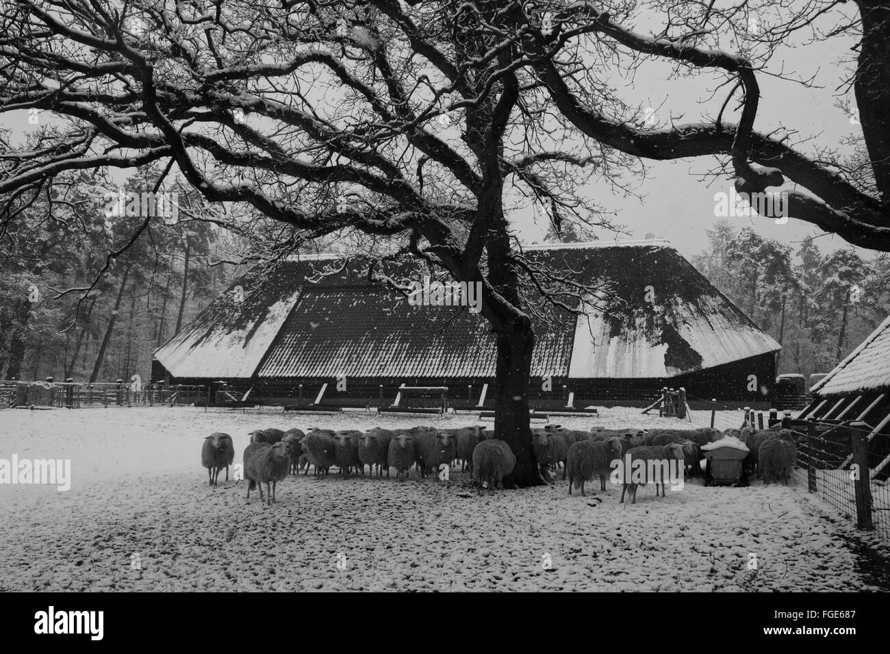 Eine Herde von Schafen in Winterlandschaft mit Schnee auf dem Bauernhof bedeckt Stockfoto
